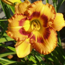 Location: Dreamy Daylilies - Chatham-Kent, Ontario   5b
Date: 2005-07-10