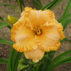 Location: Dreamy Daylilies - Chatham-Kent, Ontario   5b
Date: 2013-07-01