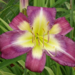 Location: Dreamy Daylilies - Chatham-Kent, Ontario   5b
Date: 2011-07-28