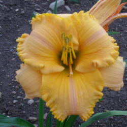 Location: Dreamy Daylilies - Chatham-Kent, Ontario   5b
Date: 2013-07-09