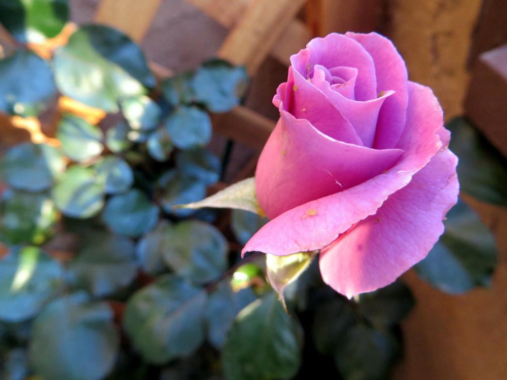 Photo of Rose (Rosa 'Angel Face, Cl.') uploaded by JulieB