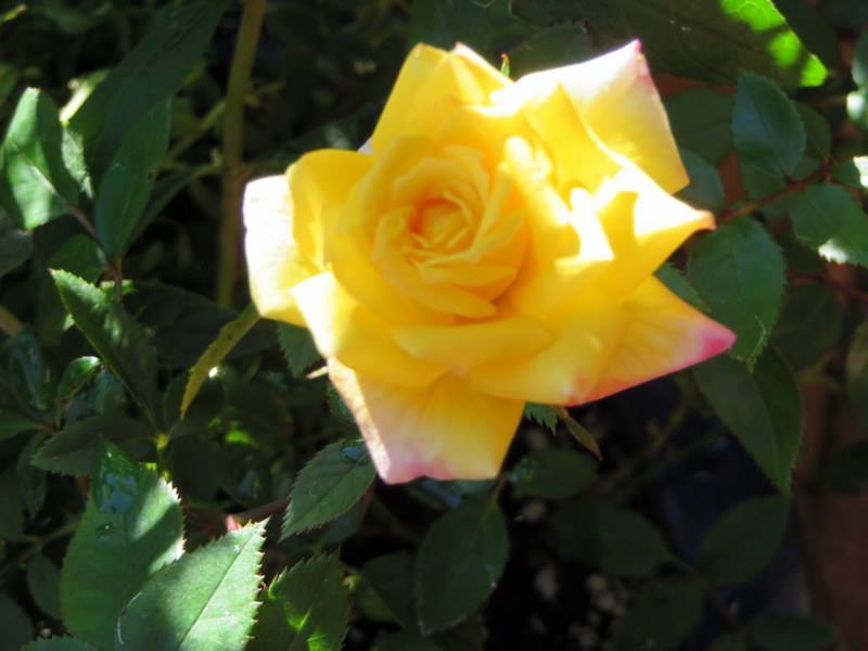 Photo of Rose (Rosa 'Bella'roma') uploaded by JulieB