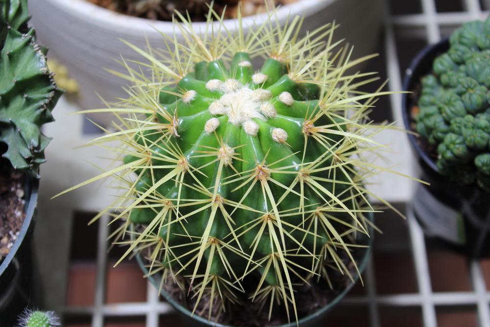 Photo of Golden Barrel Cactus (Kroenleinia grusonii) uploaded by jeffgreen