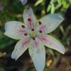 Location: Maine
A gift from a friend ~ one of my favorite lilies