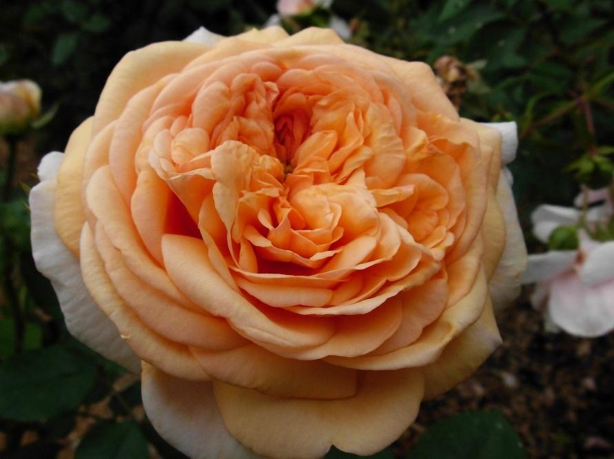 Photo of English Shrub Rose (Rosa 'Charles Austin') uploaded by Gilli