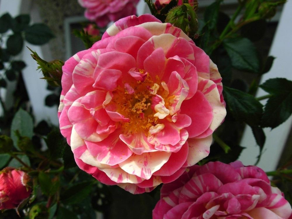 Photo of Rose (Rosa 'Fiesta') uploaded by Gilli