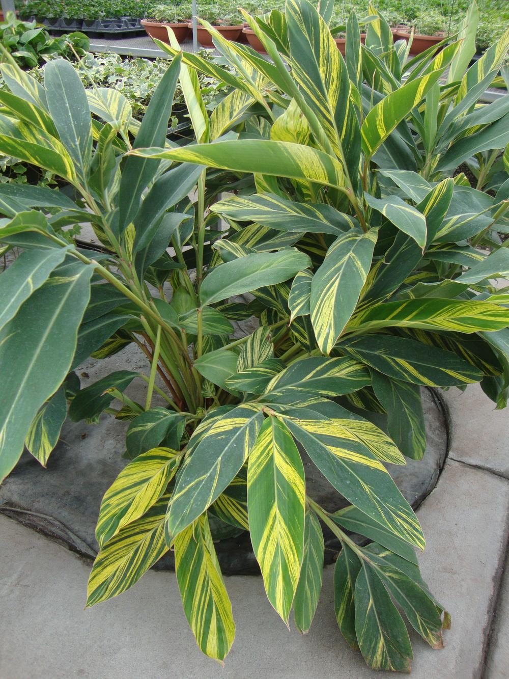 Photo of Variegated Shell Ginger (Alpinia zerumbet 'Variegata') uploaded by Paul2032