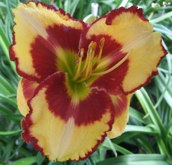 Photo of Daylily (Hemerocallis 'Don't Touch That') uploaded by spunky1