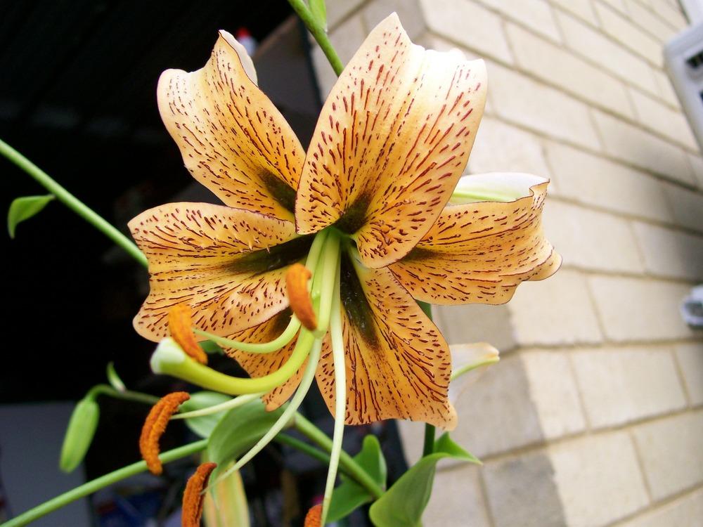 Photo of Lily (Lilium 'X-Phi') uploaded by gwhizz
