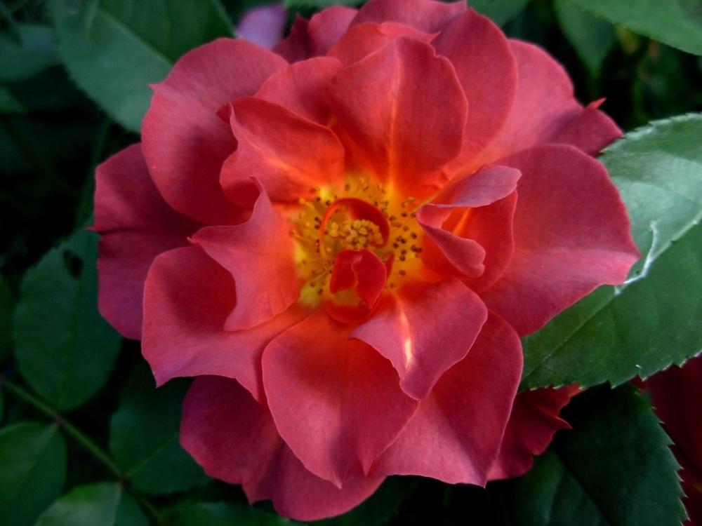 Photo of Floribunda Rose (Rosa 'Cinco de Mayo') uploaded by Gilli