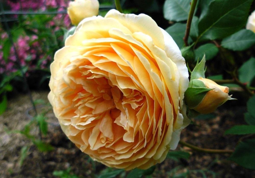Photo of English Shrub Rose (Rosa 'Crown Princess Margareta') uploaded by Gilli