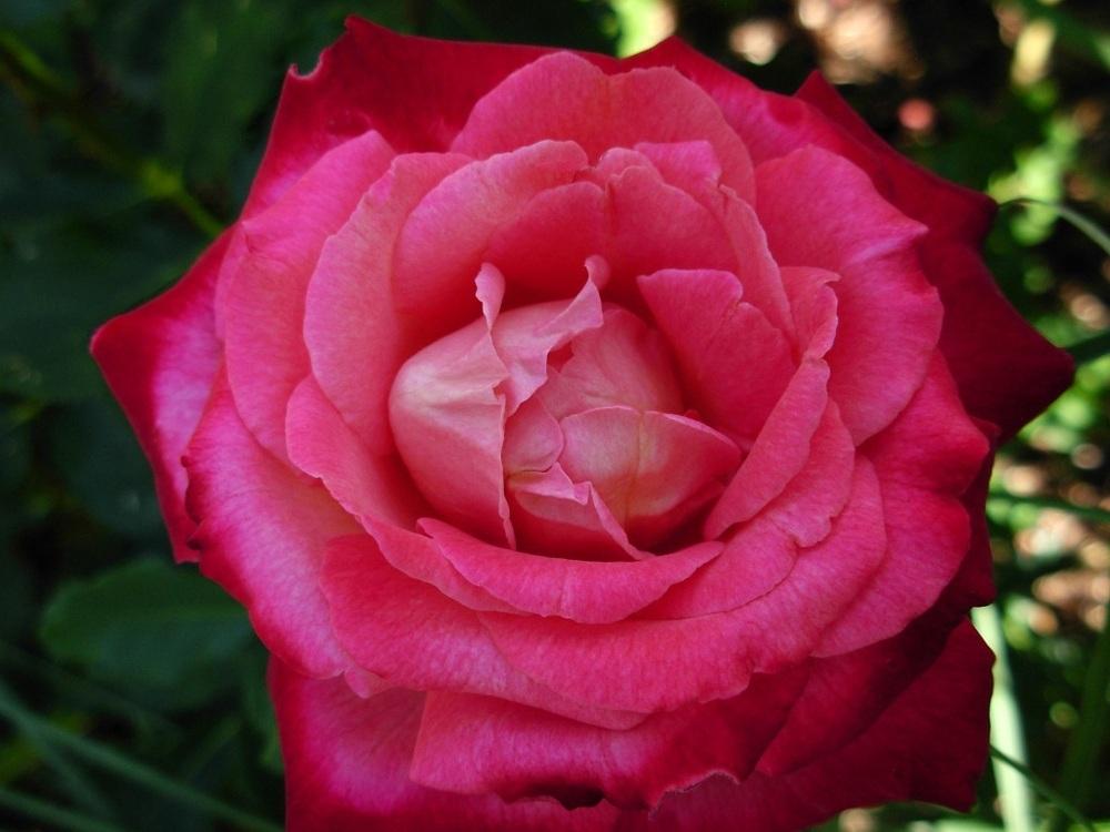 Photo of Rose (Rosa 'Mon Cheri') uploaded by Gilli