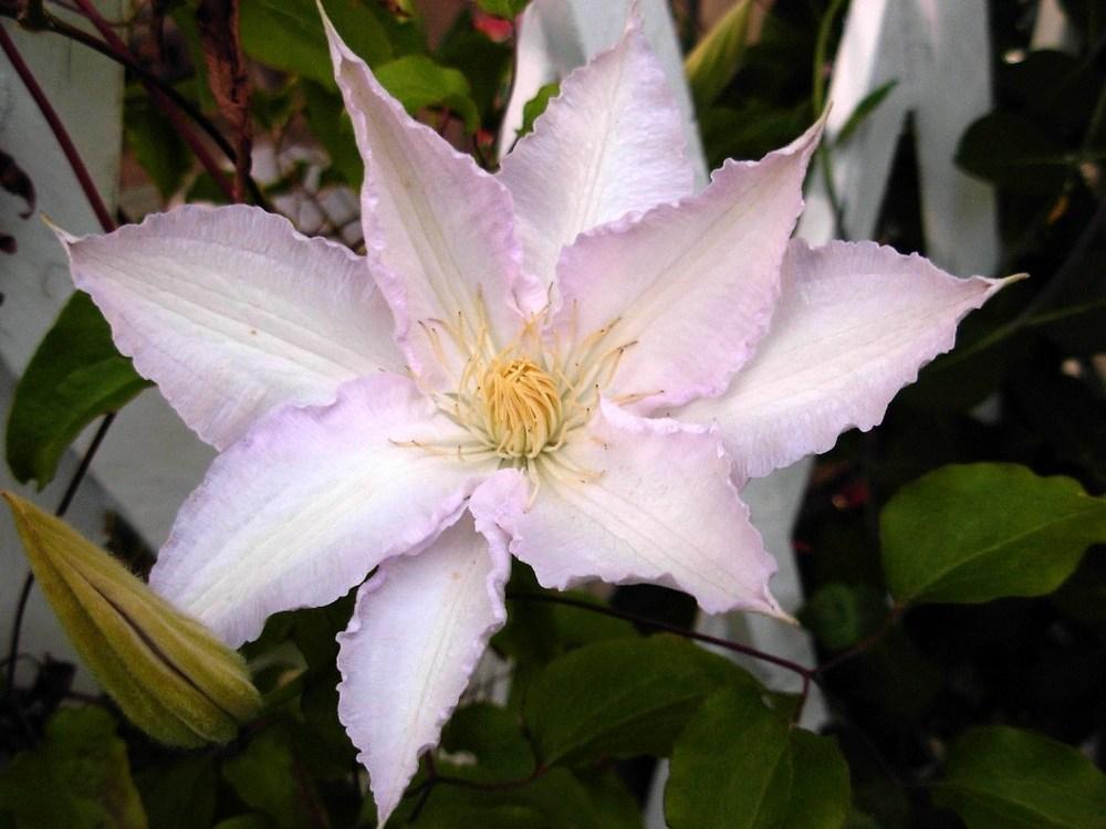 Photo of Clematis 'Gillian Blades' uploaded by Gilli