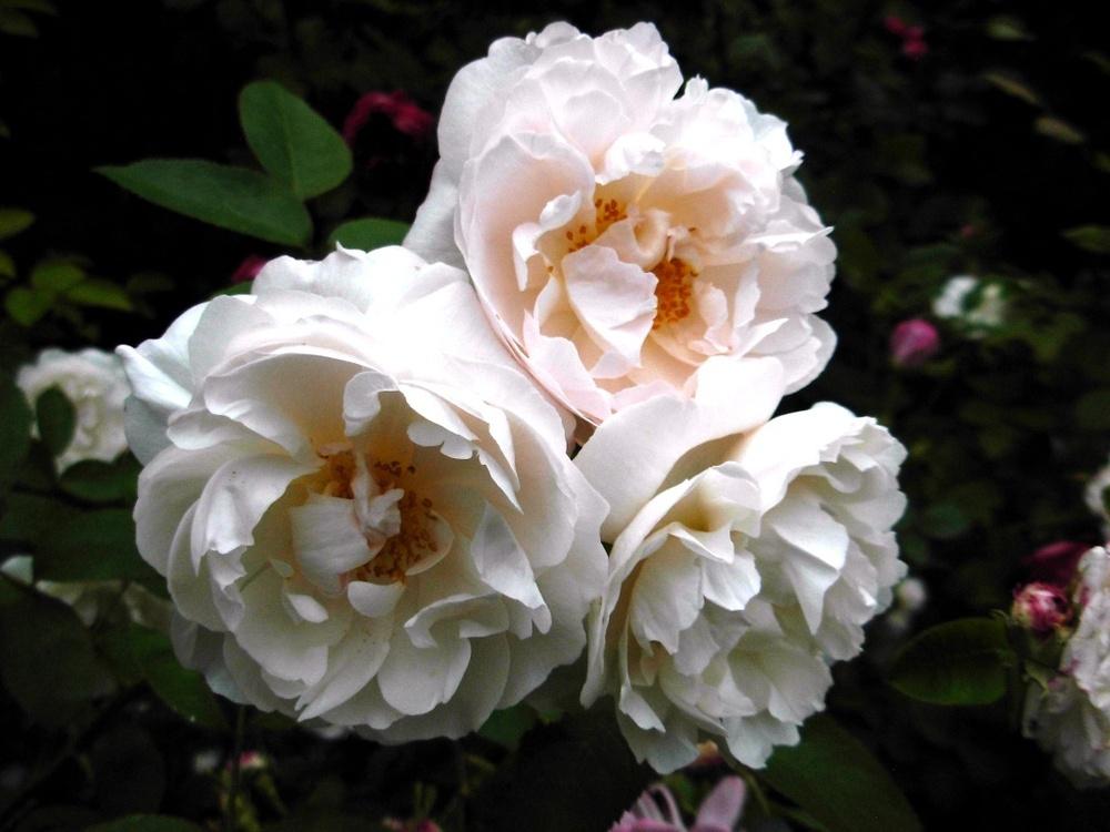 Photo of Rose (Rosa 'Winchester Cathedral') uploaded by Gilli
