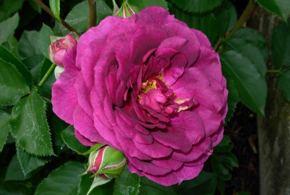 Photo of Rose (Rosa 'Ebb Tide') uploaded by Gilli