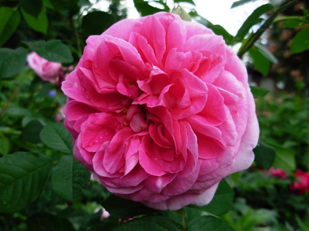 Photo of Rose (Rosa 'Gertrude Jekyll') uploaded by Gilli