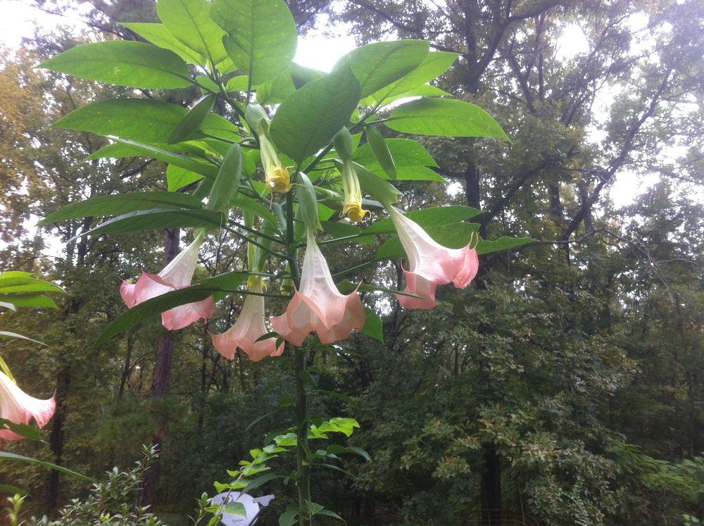 Photo of Angel's Trumpet (Brugmansia 'Frosty Pink') uploaded by Watersprite