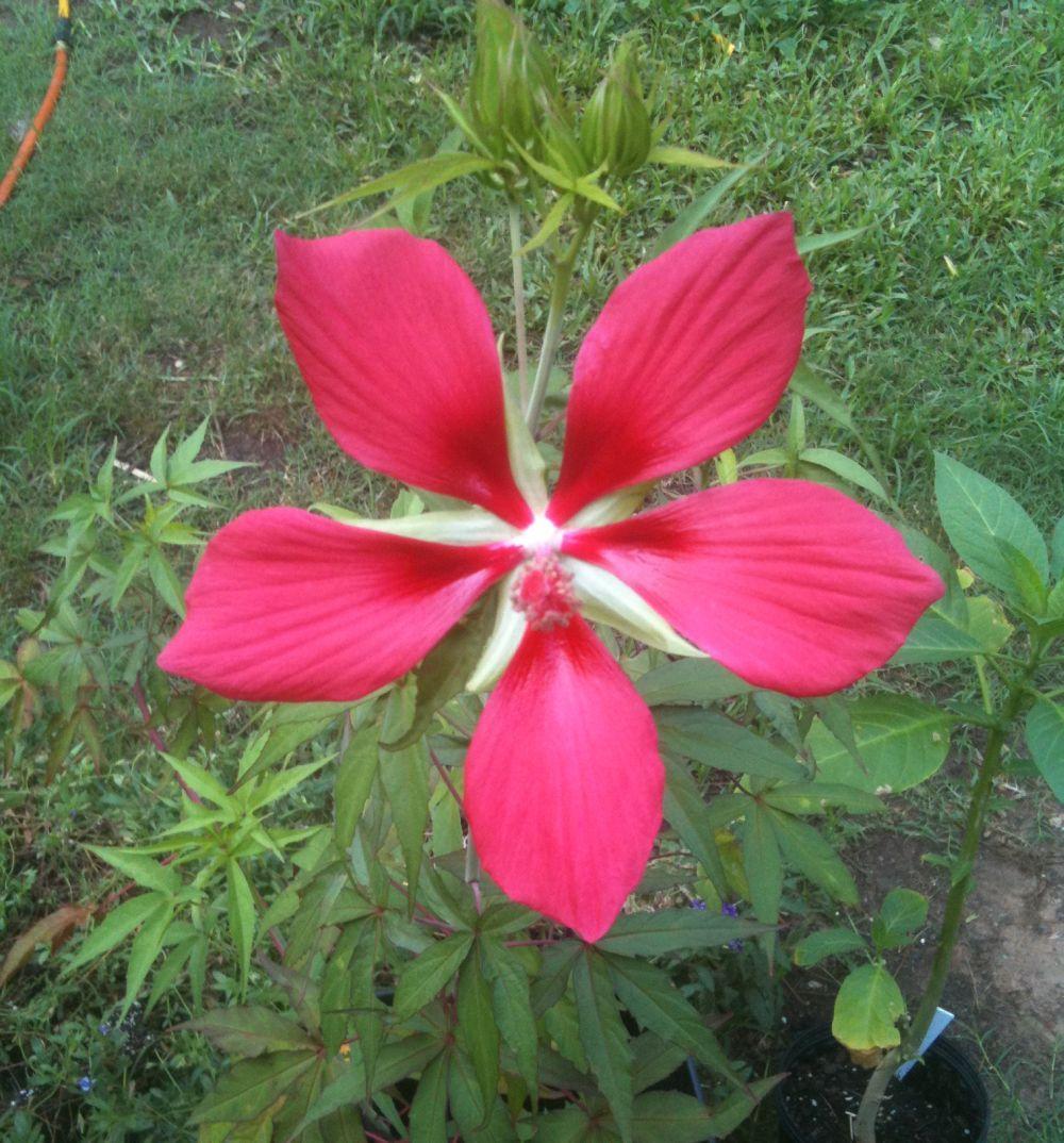 Photo of Texas Star (Hibiscus coccineus) uploaded by Watersprite