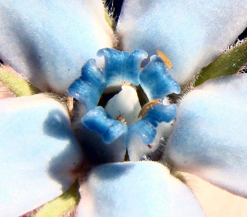 Photo of Blue Milkweed (Oxypetalum coeruleum) uploaded by Xeramtheum
