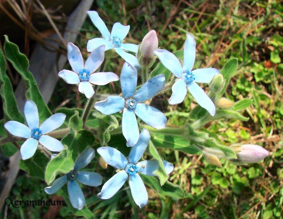 Photo of Blue Milkweed (Oxypetalum coeruleum) uploaded by Xeramtheum