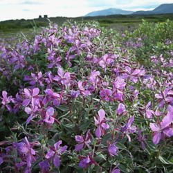Location: Herdubreidarlindir North Iceland
Date: July 24th 2010
Chamerion latifolium "heaven"