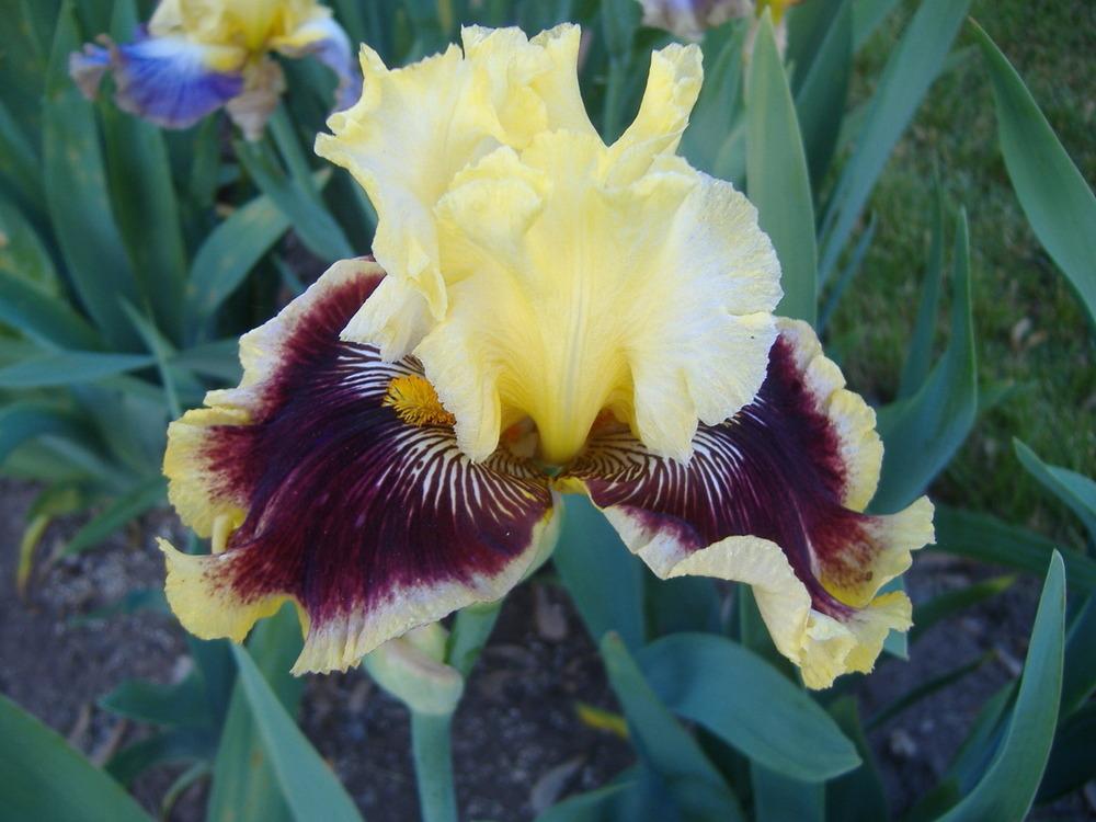Photo of Tall Bearded Iris (Iris 'Rogue Trader') uploaded by tveguy3