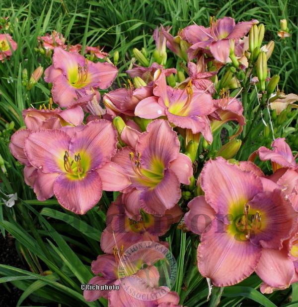 Photo of Daylily (Hemerocallis 'Inquire Within') uploaded by Char