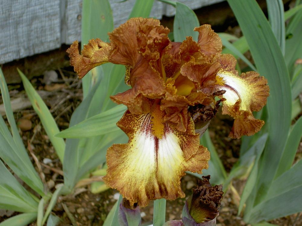Photo of Border Bearded Iris (Iris 'Parquet Lady') uploaded by Muddymitts