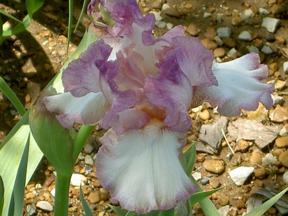 Photo of Tall Bearded Iris (Iris 'Striking') uploaded by Muddymitts