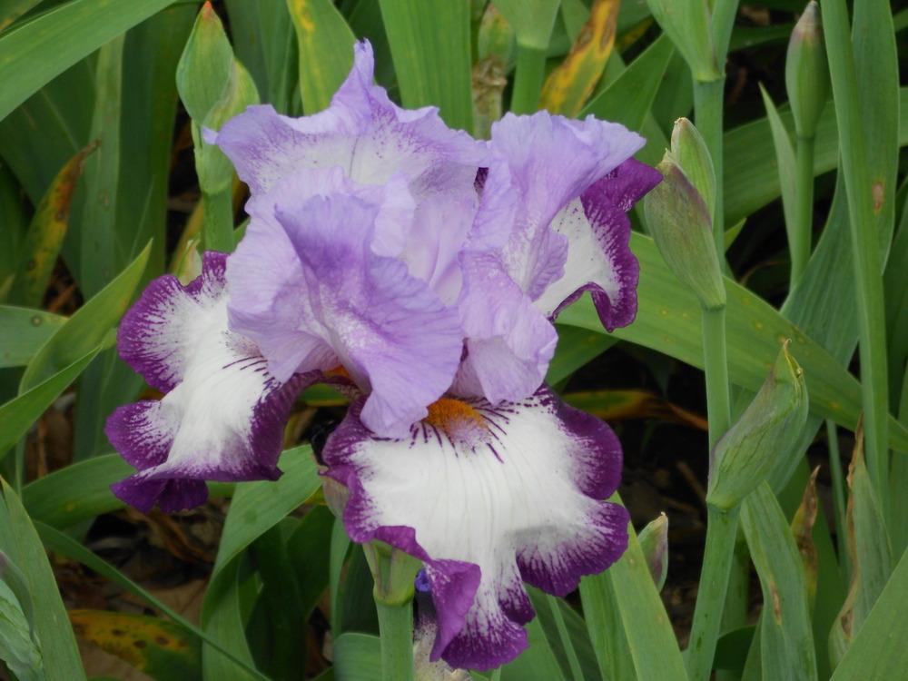 Photo of Tall Bearded Iris (Iris 'Eagle's Flight') uploaded by Muddymitts