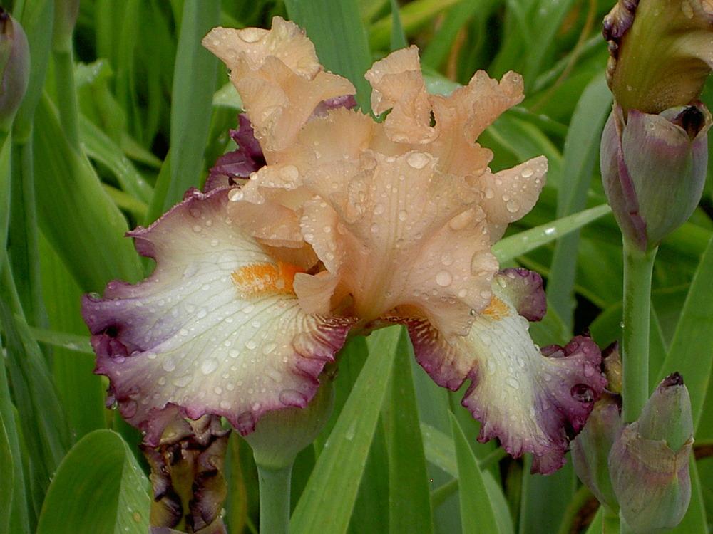 Photo of Tall Bearded Iris (Iris 'Comfortable') uploaded by Muddymitts