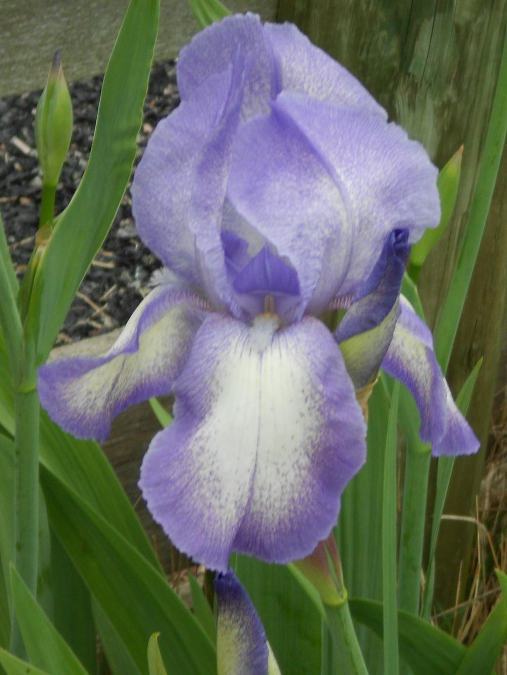 Photo of Irises (Iris) uploaded by Muddymitts