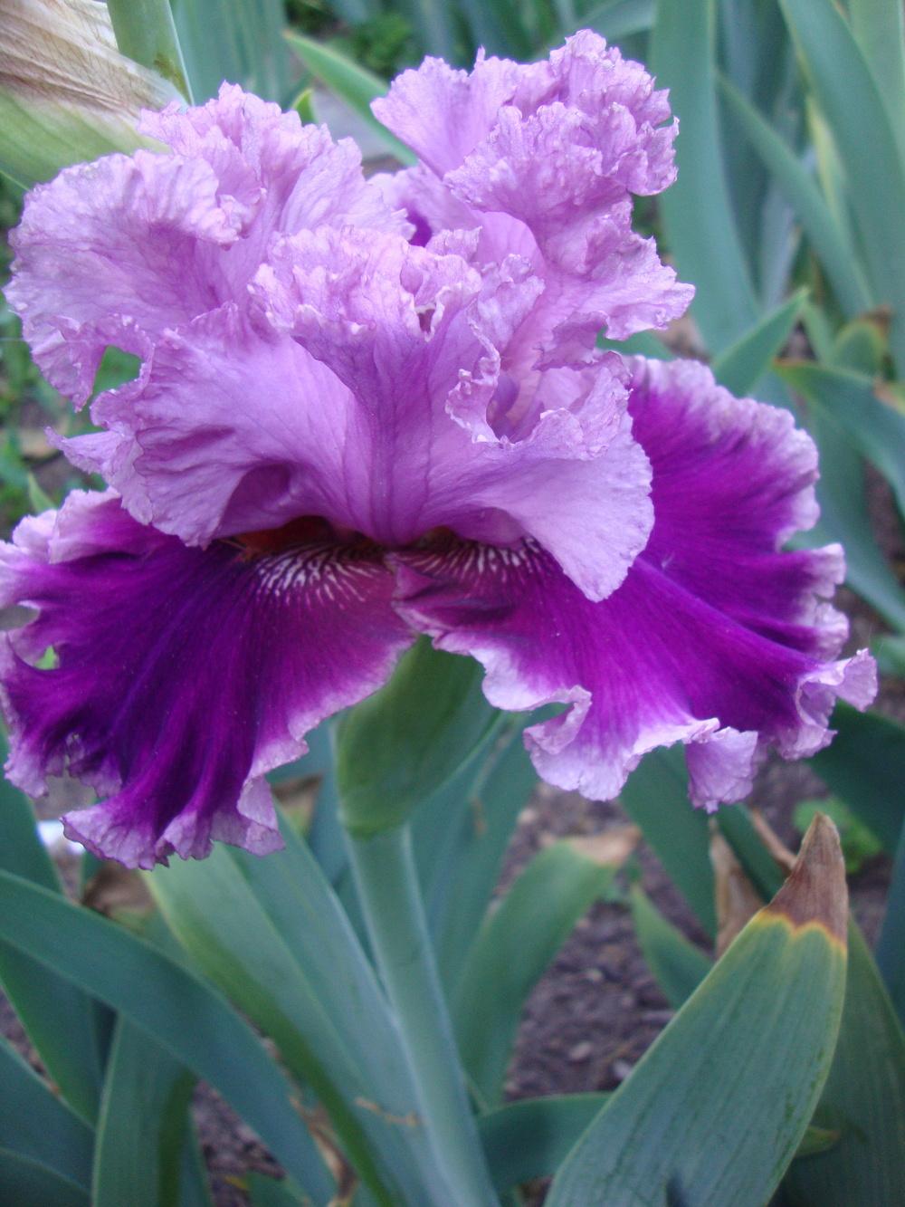 Photo of Tall Bearded Iris (Iris 'Another Woman') uploaded by Paul2032