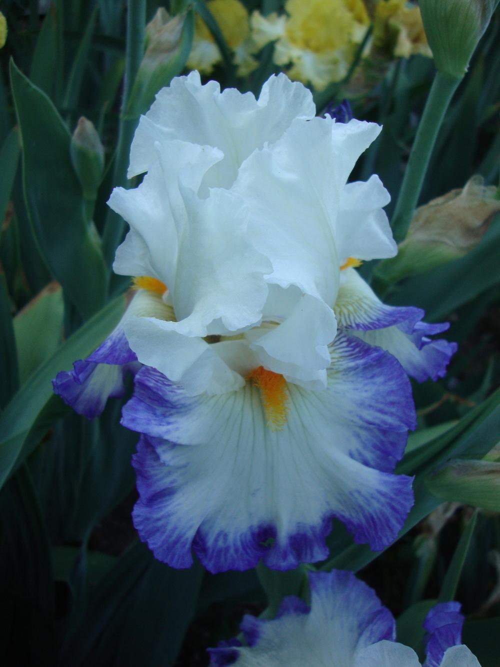 Photo of Tall Bearded Iris (Iris 'Round of Applause') uploaded by Paul2032