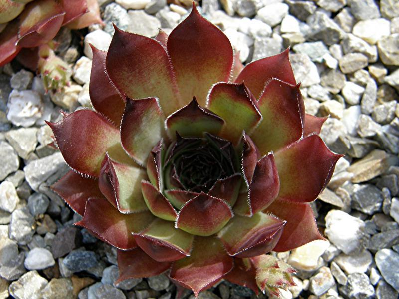 Photo of Hen and Chicks (Sempervivum 'Dolo') uploaded by banker07