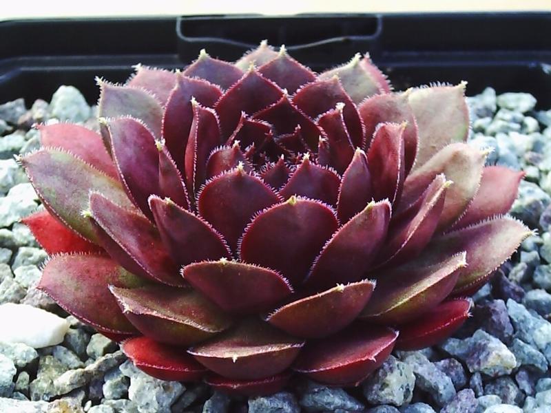 Photo of Hen and Chicks (Sempervivum 'Dyke') uploaded by banker07