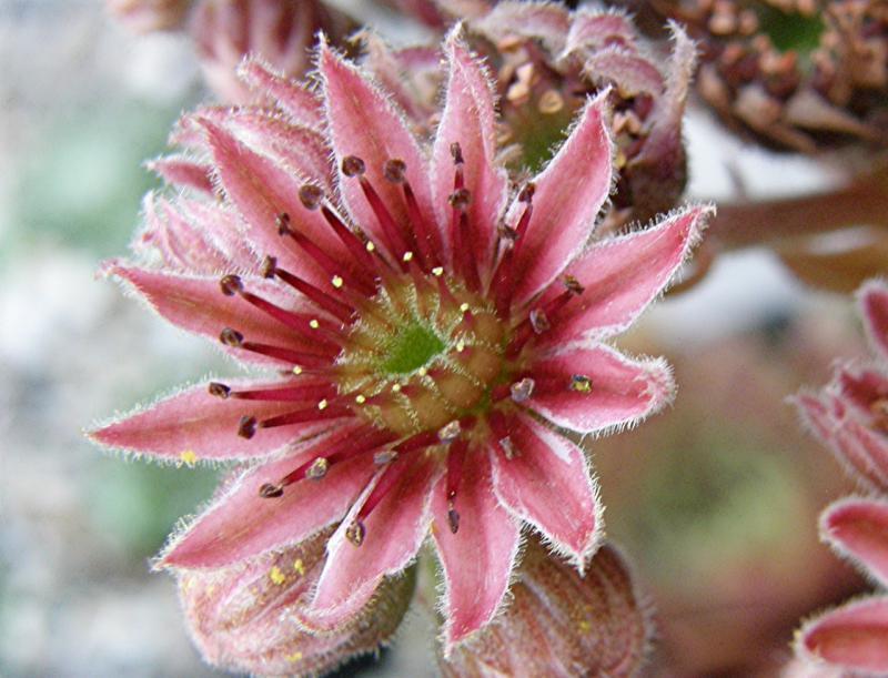 Photo of Hen and Chicks (Sempervivum 'Dyke') uploaded by banker07
