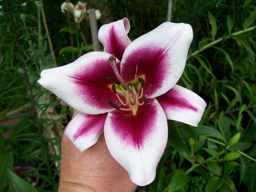 Photo of Lily (Lilium 'Northern Carillon') uploaded by gwhizz