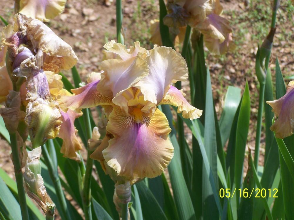 Photo of Tall Bearded Iris (Iris 'Polish Princess') uploaded by Misawa77