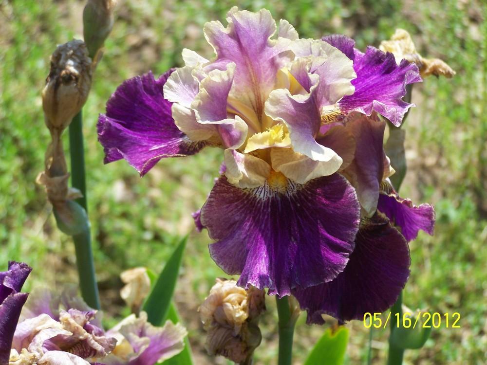Photo of Tall Bearded Iris (Iris 'Let's Be Friends') uploaded by Misawa77