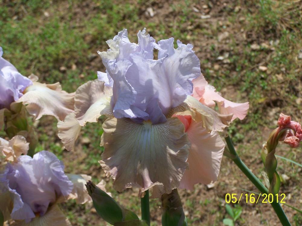 Photo of Tall Bearded Iris (Iris 'Passing Clouds') uploaded by Misawa77