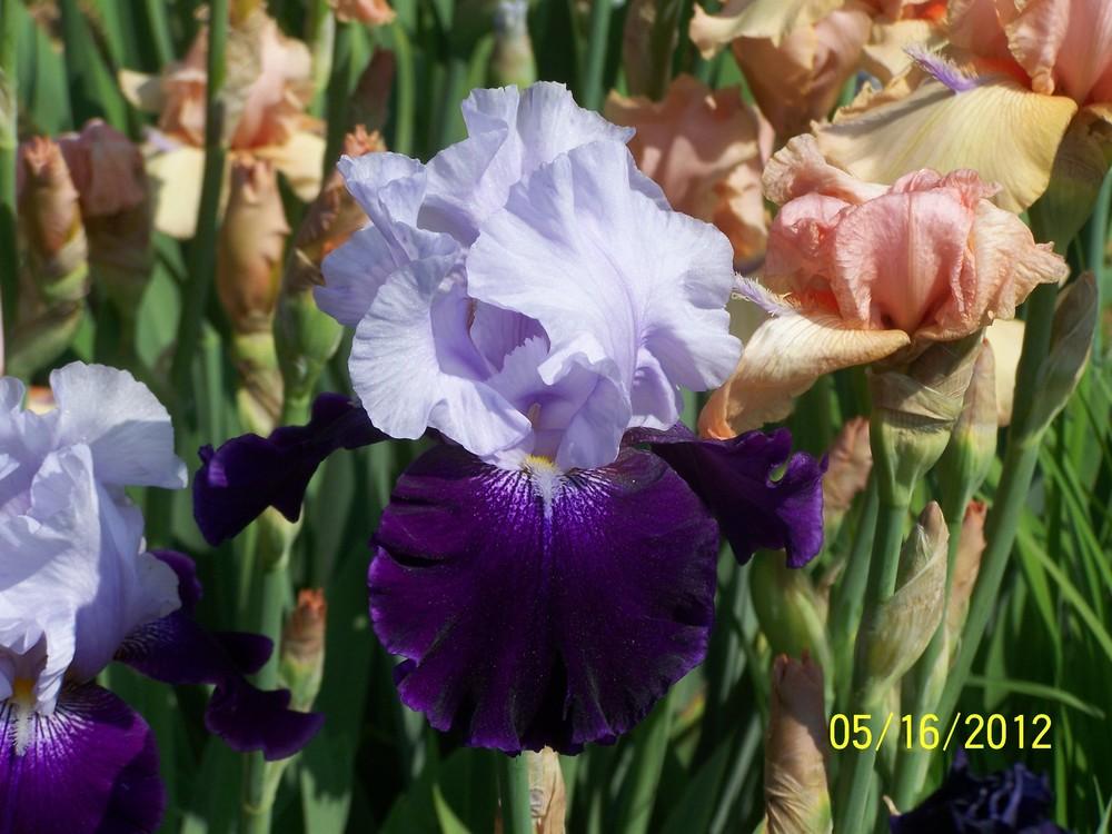 Photo of Tall Bearded Iris (Iris 'Royal Storm') uploaded by Misawa77