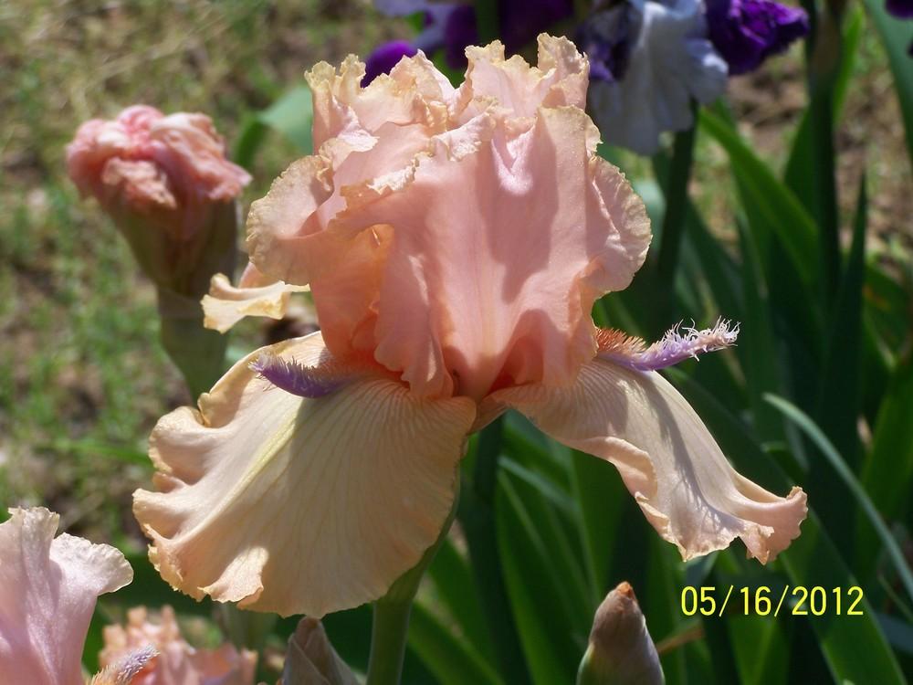 Photo of Tall Bearded Iris (Iris 'High Spirited') uploaded by Misawa77