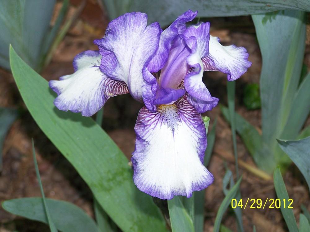 Photo of Intermediate Bearded Iris (Iris 'Clique') uploaded by Misawa77
