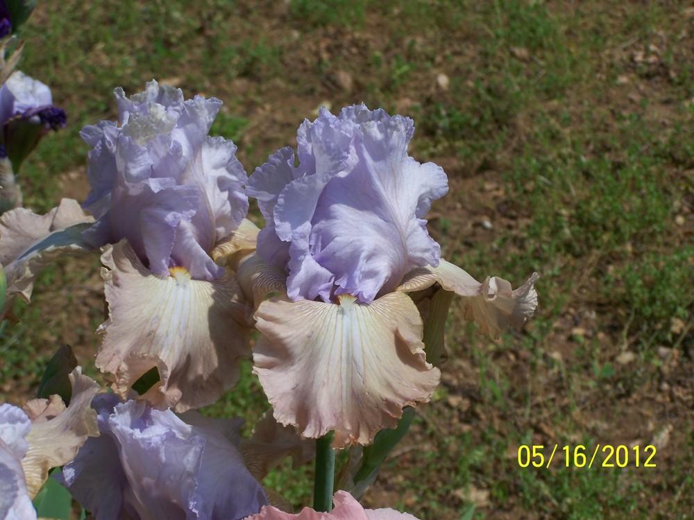 Photo of Tall Bearded Iris (Iris 'Passing Clouds') uploaded by Misawa77