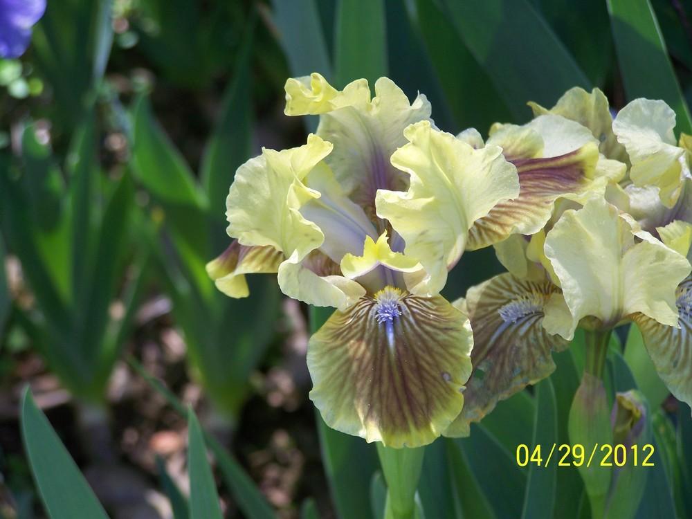 Photo of Standard Dwarf Bearded Iris (Iris 'Harvest Festival') uploaded by Misawa77