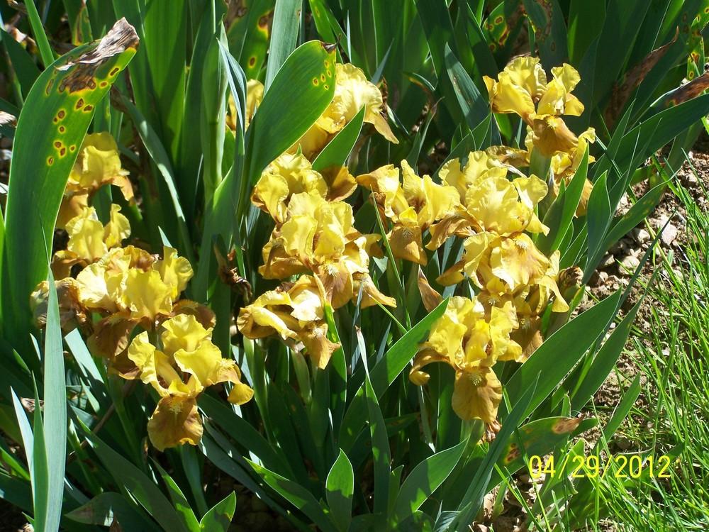Photo of Standard Dwarf Bearded Iris (Iris 'Buckwheat Honey') uploaded by Misawa77