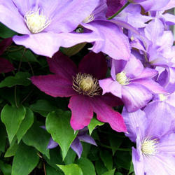 Location: Fireplace garden - more shade than sun
Date: 2012-0515
Mixed with the light lavender HF Young clematis.