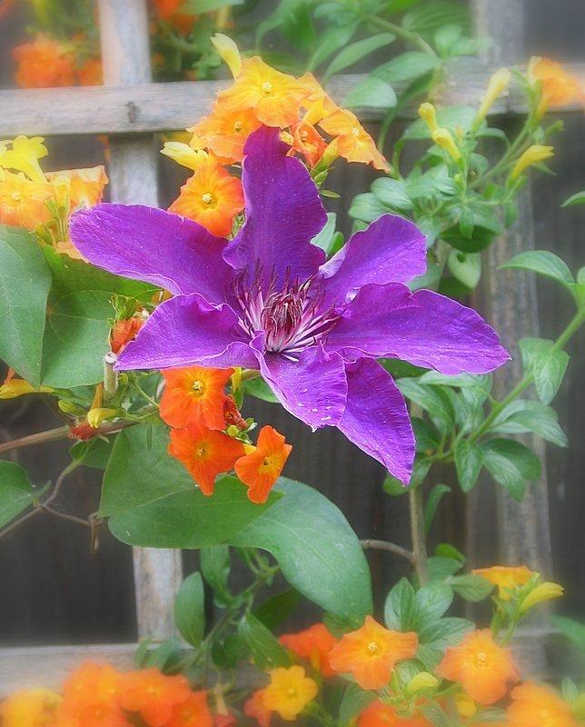 Photo of Clematis uploaded by Calif_Sue