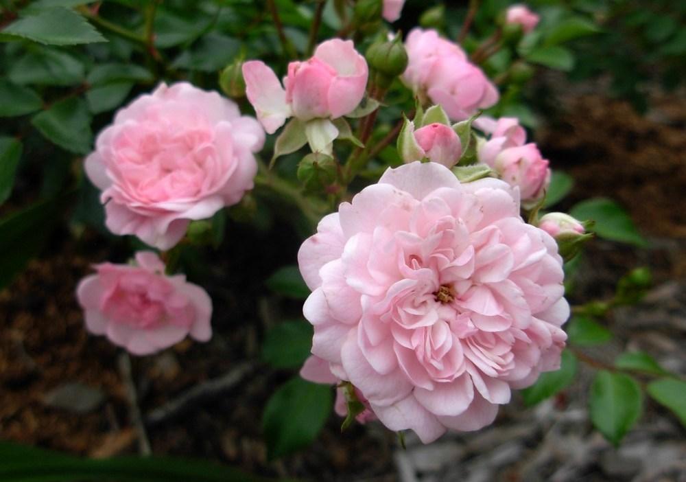 Photo of Rose (Rosa 'Jeanne Lajoie') uploaded by Gilli